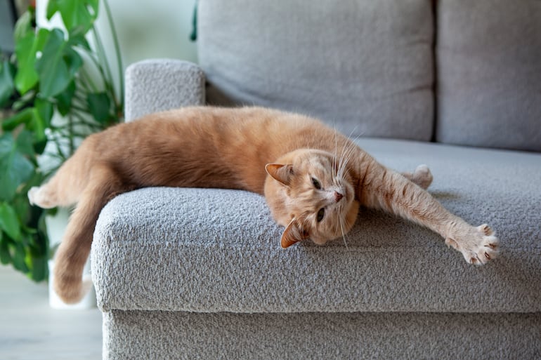Un gato se estira.