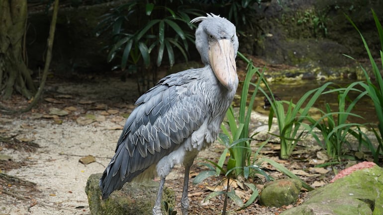 Ave pico de zapato (Balaeniceps rex).