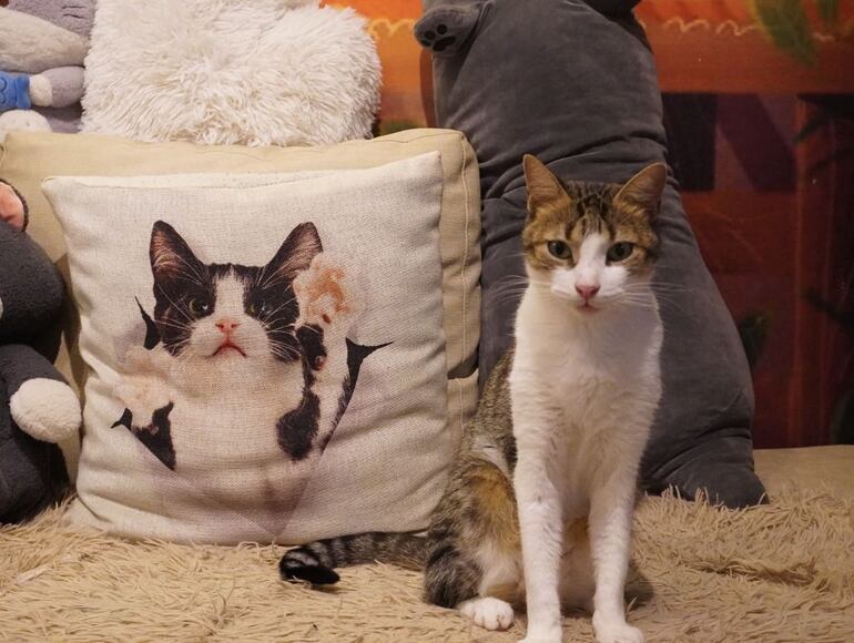 /pf/resources/images/abc-placeholder.png?d=2389