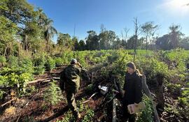 El campo de cultivo fue localizado en la reserva natural de Ñacunday, en la zona de Chacore’i.