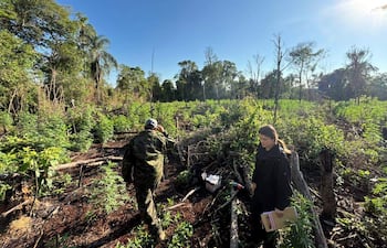 El campo de cultivo fue localizado en la reserva natural de Ñacunday, en la zona de Chacore’i.