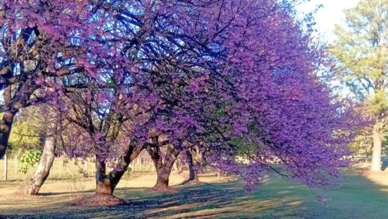 Árbol grande cubierto de flores púrpuras en un parque natural, rodeado de vegetación y césped, sin presencia humana.