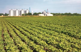 De la soja en grano a la industrialización: uso del 83% de la capacidad instalada