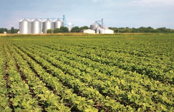 De la soja en grano a la industrialización: uso del 83% de la capacidad instalada