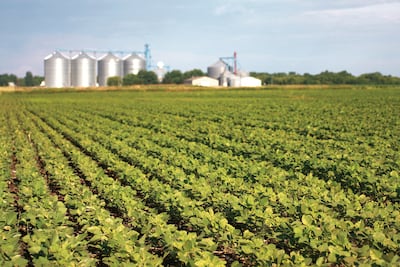 De la soja en grano a la industrialización: uso del 83% de la capacidad instalada