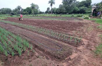 Productor horticola aprovecha la lluvia para reralizar trabajo de preparacion de suelo para su trasplante de cebellas y otros cultivos que tiene.
