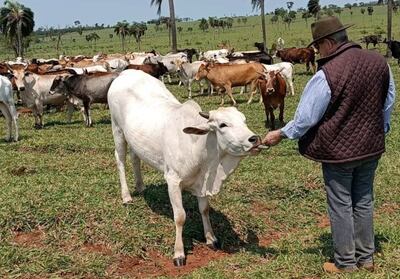 En la ganadería –así como la agricultura– los trabajadores ganan menos del salario mínimo.
