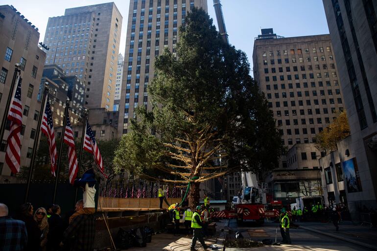 El árbol mide 75 pies de altura, 45 pies de ancho, pesa 11 toneladas y proviene de East Greenbush, Nueva York.