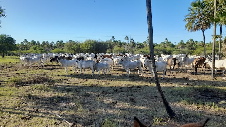 La ganadería es la principal actividad económica en el Alto Paraguay, la falta de caminos, genera pérdidas económicas.