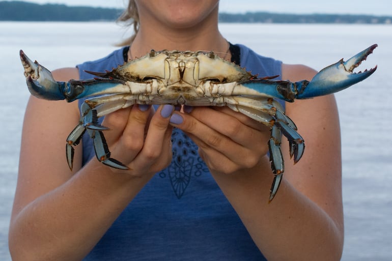 Cangrejo azul de Chesapeake.