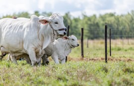 Bancop apoya al sector ganadero, sumamente importante en la economía paraguaya.