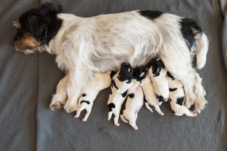 Cachorros se alimentan.