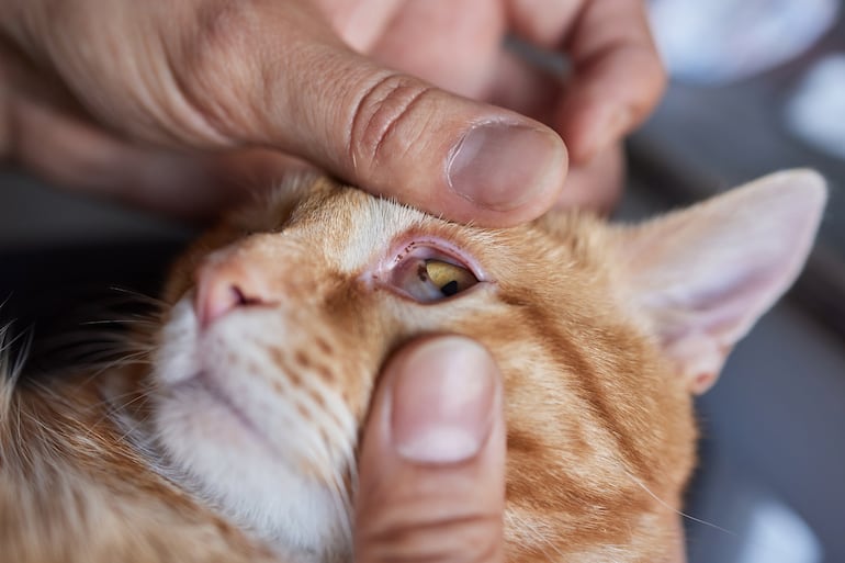 5 cambios en los ojos de un gato que requieren una consulta veterinaria - Mascotas