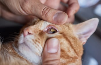 Humano revisa los ojos de su gato.