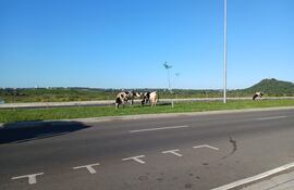 Vacas sueltas y sin dueños en la Costanera Sur de Asunción.