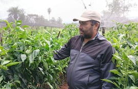 Francisco Correa en invernadero, con chaqueta oscura y gorra, observa y toca cuidadosamente las plantas de locote.