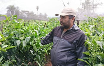 Francisco Correa en invernadero, con chaqueta oscura y gorra, observa y toca cuidadosamente las plantas de locote.