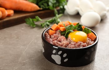 ¿Los huevos son un buen alimento para los perros?