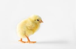 Pollito, imagen ilustrativa.