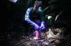 Investigadores sellan una torre de cigarras con un preservativo. en la Amazonía brasileña.