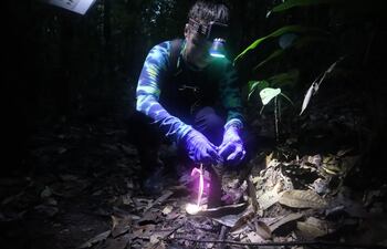 Investigadores sellan una torre de cigarras con un preservativo. en la Amazonía brasileña.
