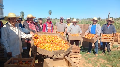 Tomateros del distrito de RI 3 Corrales mostrando la producción que no pueden vender.