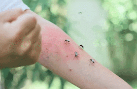 Concepto de picaduras de mosquitos.