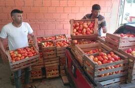 Productores de tomate de nuestro país tienen problemas para vender a causa del contrabando.