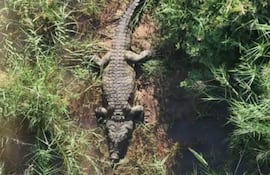 Cocodrilo inmóvil en terreno terroso, rodeado de densa vegetación, mientras se investiga un caso de desaparición en la región.