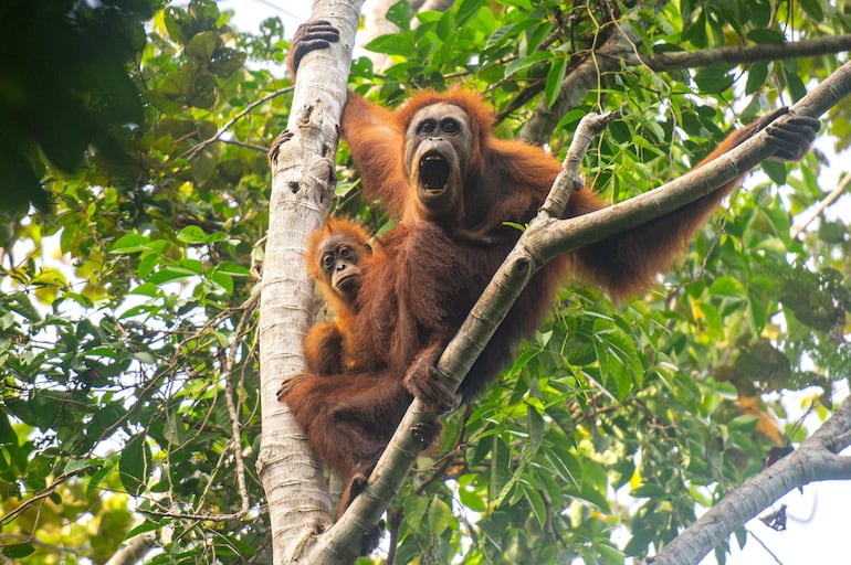 Esta fotografía sin fecha, tomada por el Centro de Información del Orangután y difundida el 10 de junio de 2026, muestra a orangutanes de Tapanuli sobre un árbol en el bosque de Batang Toru, en Sumatra del Norte, Indonesia. Los deslizamientos de tierra impulsados por el cambio climático acabaron con casi uno de cada diez ejemplares restantes de la especie de gran simio más rara del mundo en la isla indonesia de Sumatra, según informaron científicos el 10 de junio.