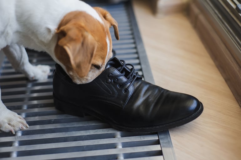 Perro huele el zapato de su dueño.