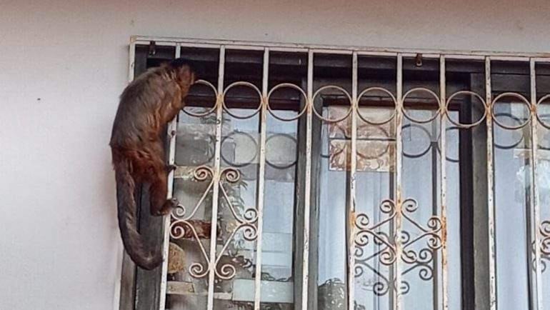 Rescatan a una monita capuchino que rondaba por las casas en Asunción