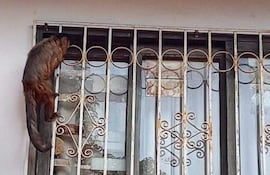 Monita capuchino hembra de pelaje marrón trepando una reja frente a una ventana en un barrio residencial.