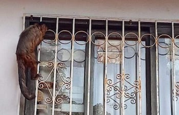 Monita capuchino hembra de pelaje marrón trepando una reja frente a una ventana en un barrio residencial.