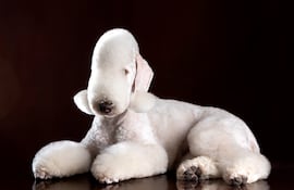 Perro Bedlington Terrier.