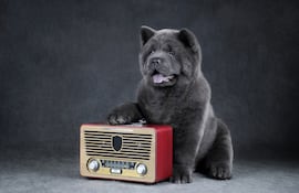Concepto de perro escuchando la radio, música, etcétera.