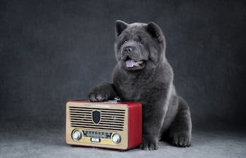 Concepto de perro escuchando la radio, música, etcétera.