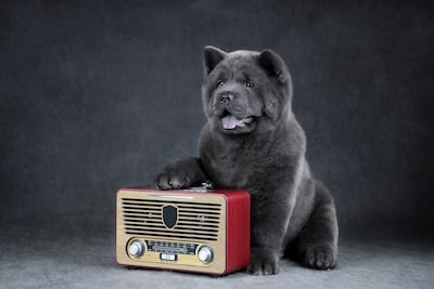 Concepto de perro escuchando la radio, música, etcétera.