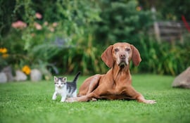 Perros y gatos.