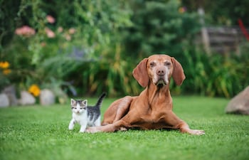 Perros y gatos.
