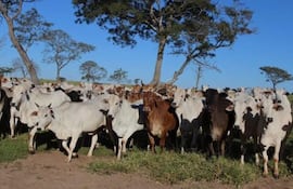 Denuncian robo de ganado en Amambay.