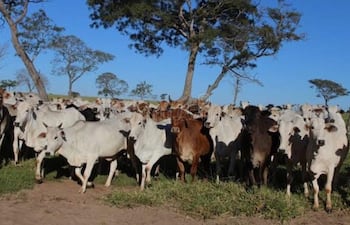 Denuncian robo de ganado en Amambay.