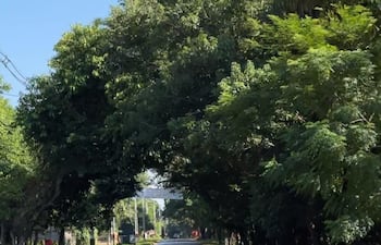 Los pobladores de Areguá manifiestan su preocupación porque las obras que se realizarán en la ciudad podrían afectar los humedales y provocar la pérdida de árboles.