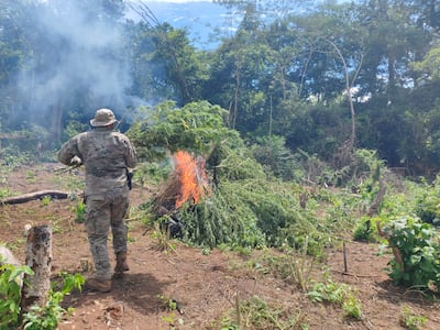 Desarticulan centros de acopio y cultivos de marihuana en Concepción.