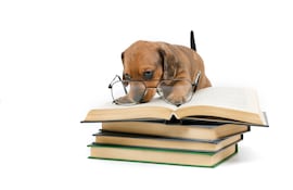 Perro salchicha cachorro.