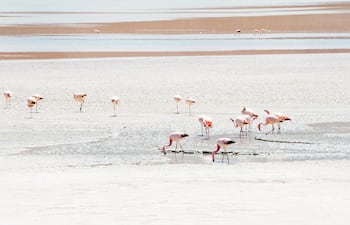 Flamencos en el altiplano boliviano.