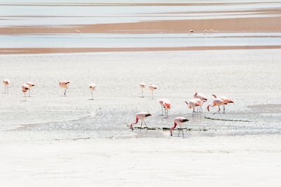 Flamencos en el altiplano boliviano.