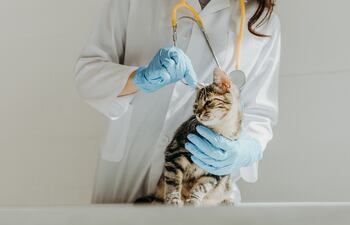 Gato en la veterinaria.