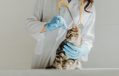 Gato en la veterinaria.