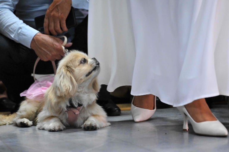 Luna, la mascota de Andrés Alquinga y Diana Tupiza y testigo simbólico de su matrimonio, se sienta junto a ellos después de la boda en la oficina del Registro Civil Central de Quito, el 7 de julio de 2026.